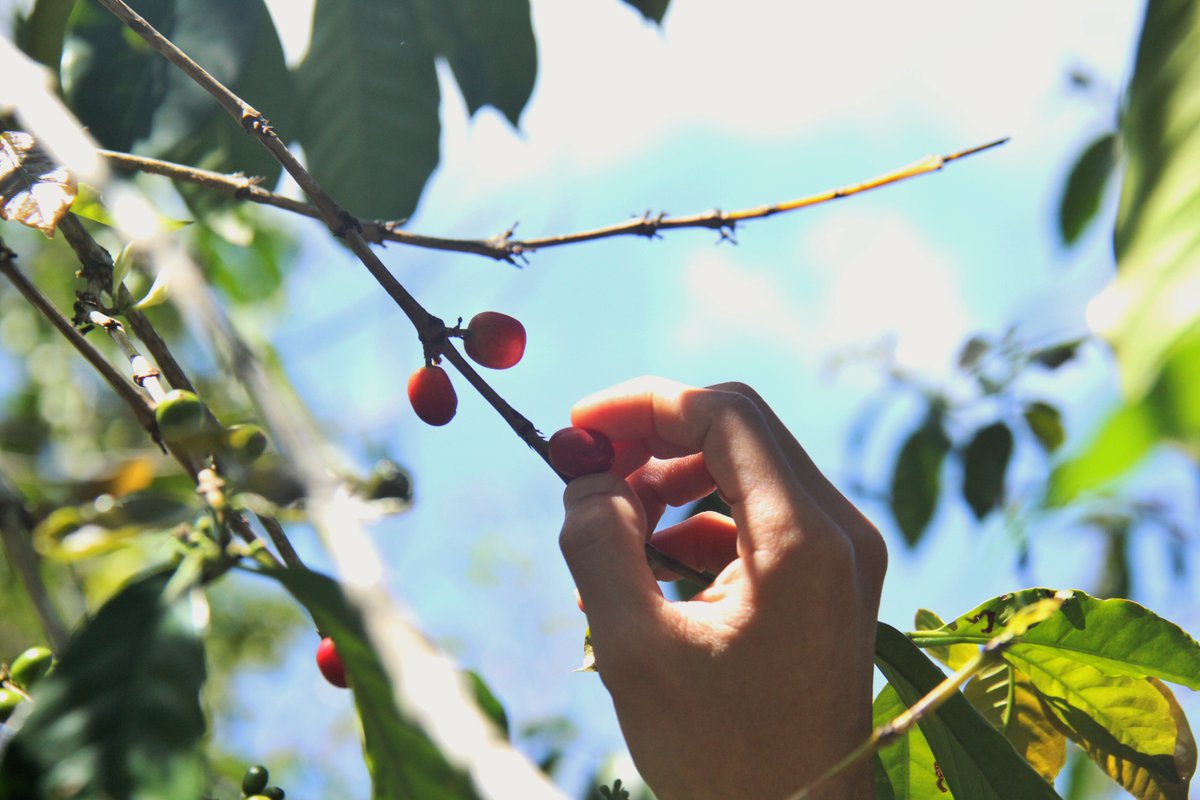 sefiiin's tweet photo. Last but not least, let's be a wise consumer with Eco Lifestyle! Let's support our local products! @KEHATI #IndonesiaBikinBangga #UntukmuBumiku #CreatingTomorrowsPositiveInfluence https://t.co/BiBy24cv04