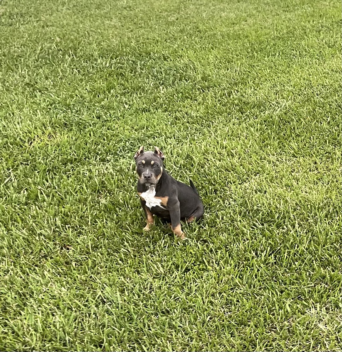 StevieHart90's tweet photo. #AmericanBully. #BlueTriMerle #14weeks. https://t.co/nTTsMrsyMJ