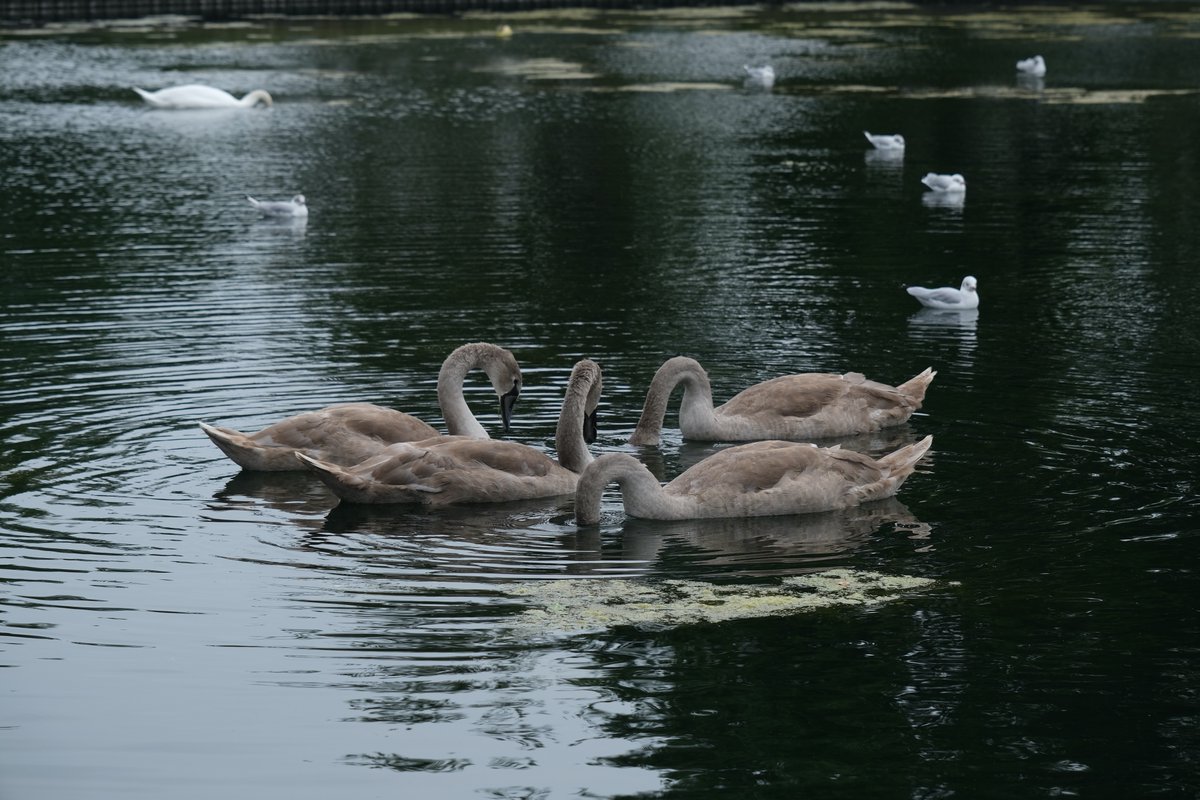 ian_hulf's tweet photo. Just one parent so dazzling white, Keeps her brood within sight. Their cygnets that started life so grey, In their own beautiful fluffy way. And now all that down, Appears as a feathery brown. #Cygnets #SouthChurchPark #Southend #IansView #FrontLineWorkersCare https://t.co/P35Agcu0Mk