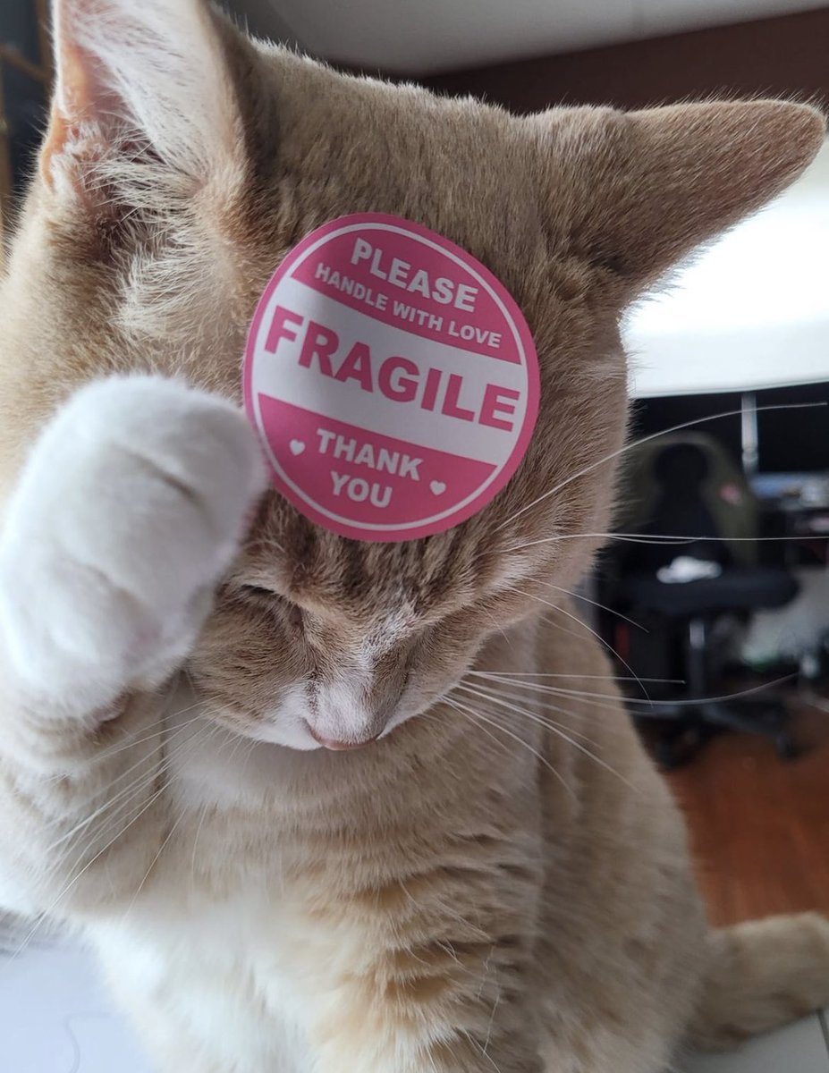 gatitos_qctd's tweet image. 