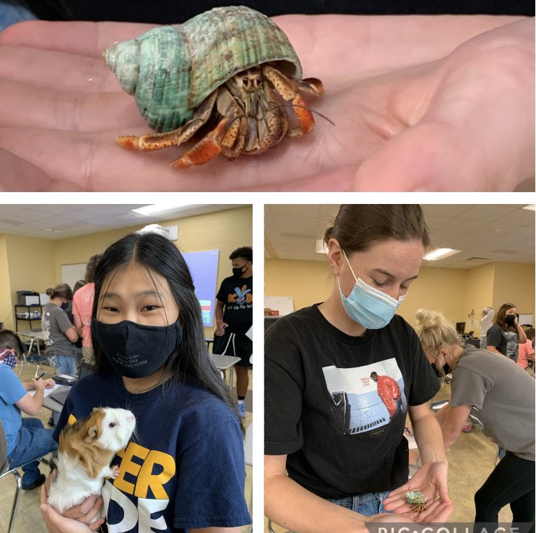 MIHSFFA's tweet photo. Small Animal Science spent time researching and learning about the animals that live in the classroom today! #murrayschools https://t.co/FiL4XKm1M2