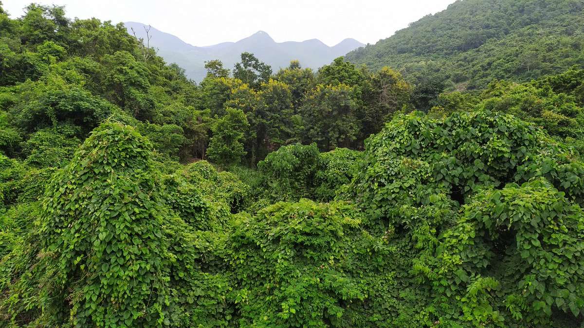 TaraniTrotter's tweet photo. The breathtaking view of the Eastern Ghats hill from the Hill View Restaurant's windows #SpringResort #HillView #taptapani #brahmapur @odisha_tourism @DandapaniSatap1 @gurudattapanda https://t.co/l1S4s690sA