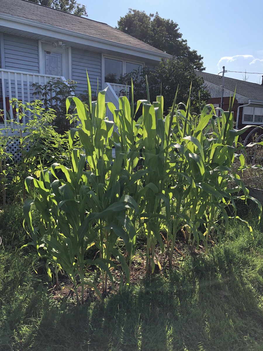 rabower's tweet image. Corn is a beautiful plant. The sound it makes swaying in the wind is beyond lovely. #homegarden #corn #cantstopstaringatthecorn