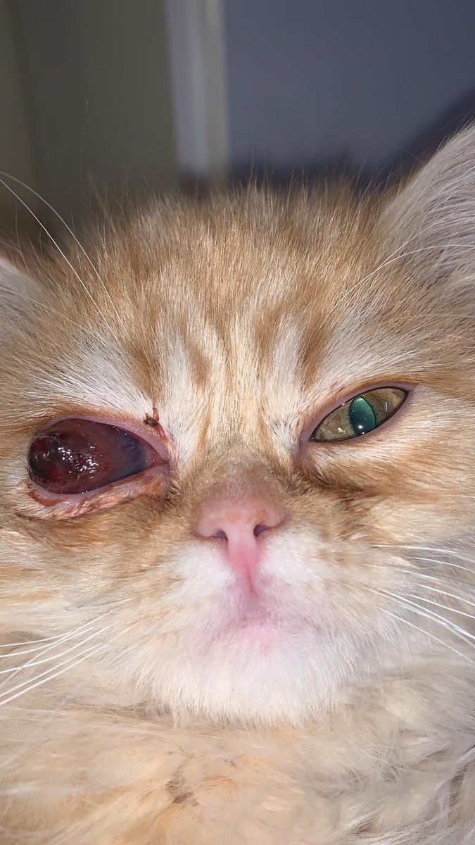 ملونننه tweet media