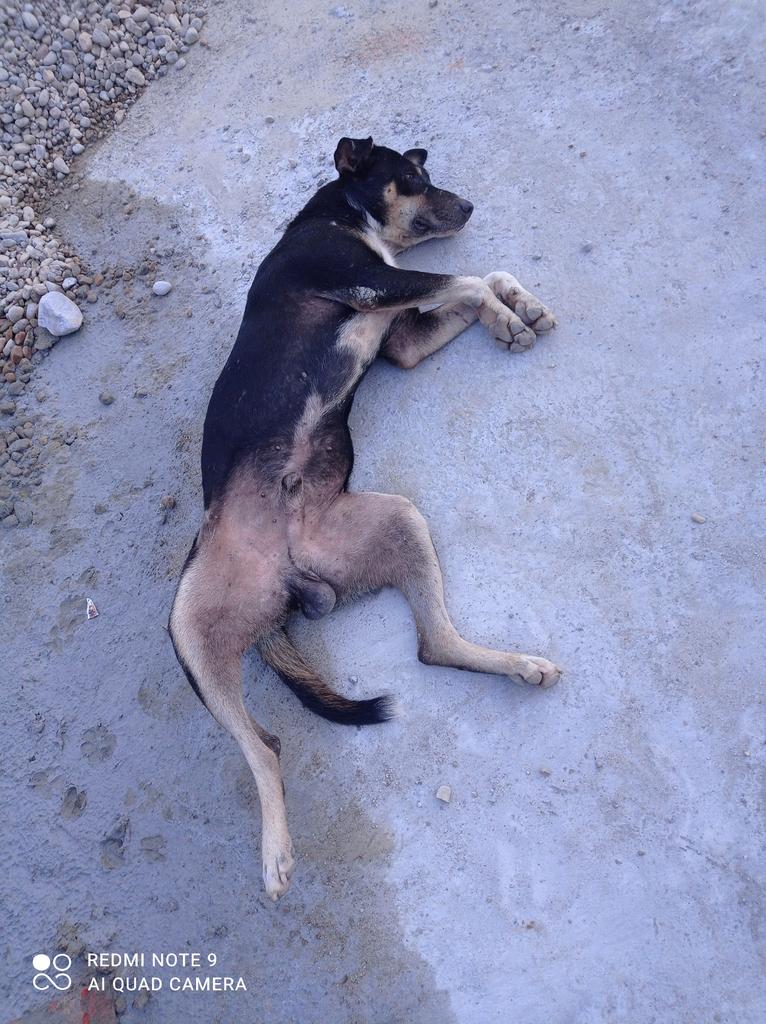 lbkshetri's tweet photo. याे भन्दा बढी आनन्द क हाेला? जब सन्तुष्टि हुन्छ मन, तब सुखकाे अनुभूति प्राप्त हुन्छ।
शुभ प्रभात
नमस्कार जलेश्वर https://t.co/YEoYzfOUyH