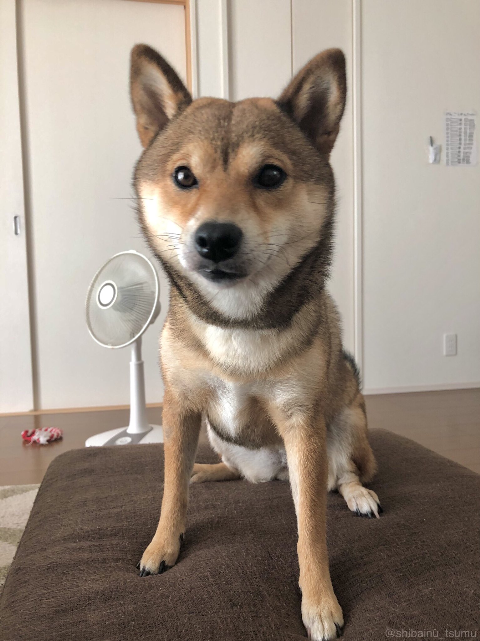 See Shibainu Tsumu S Tweet On Aug 17 21 Twitter