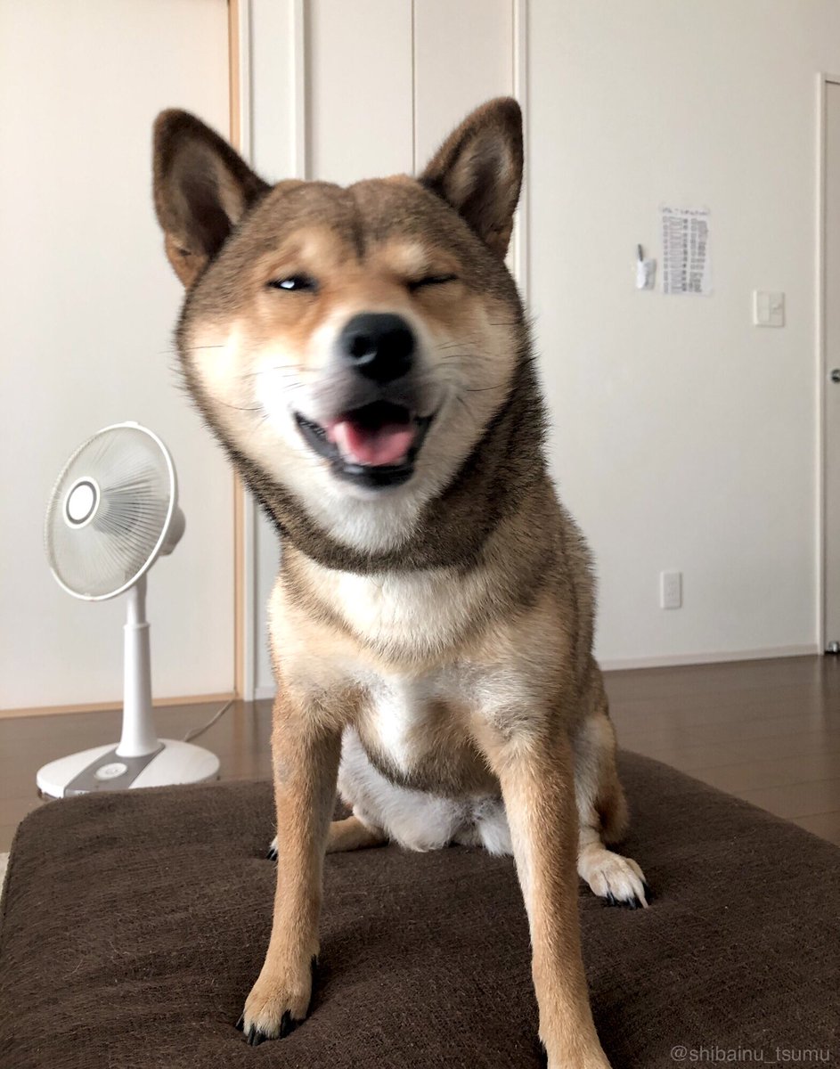 和み犬 柴犬つむ キリッ からのアヘッ 柴犬つむ 犬好きさんと繋がりたい 変顔 アヘ顔 真顔 柴犬 引き続きお気をつけてお過ごし下さい