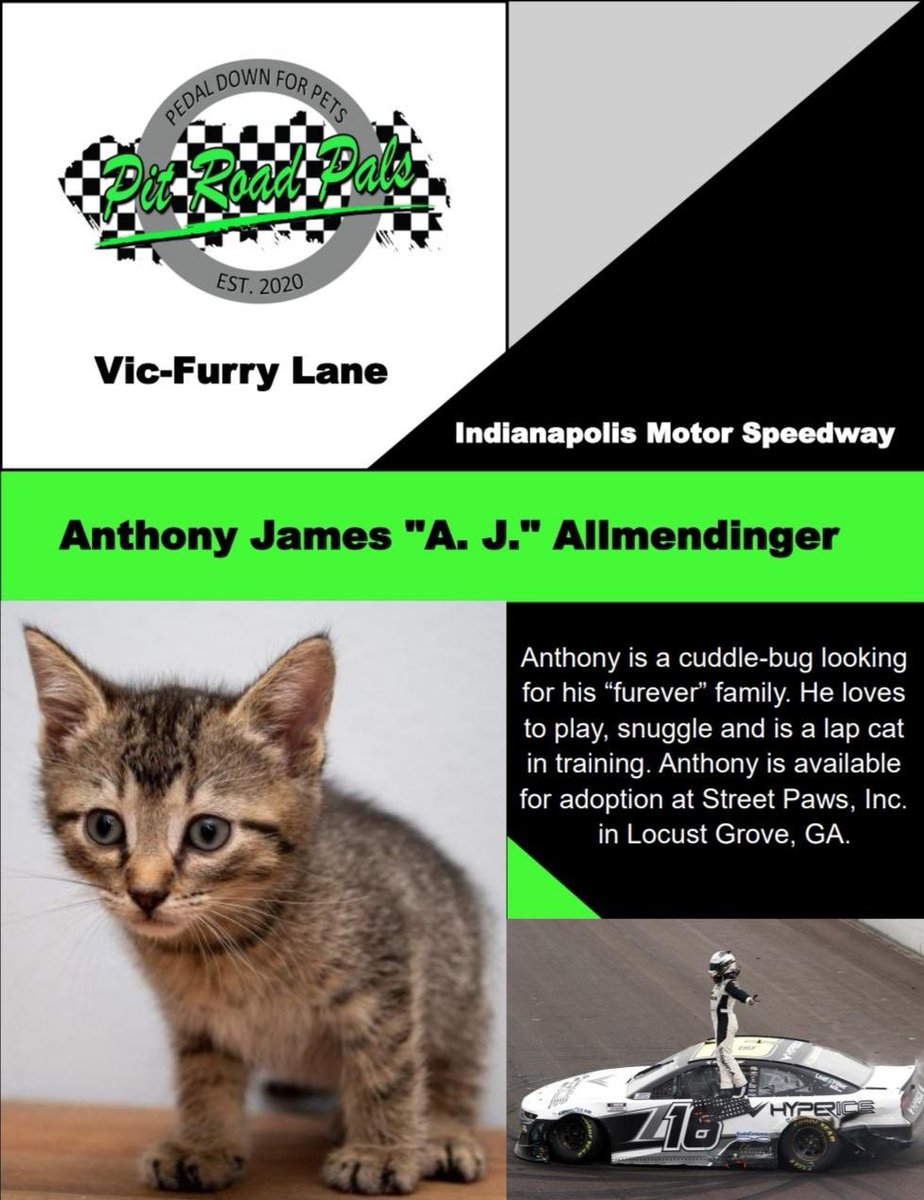 Meet Anthony aka “AJ” , this weeks Vic-Furry lane adoption pick! He loves to cuddle and to play and is available for adoption at Street Paws in GA! 🐾