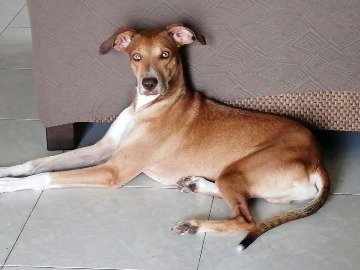 Benjariel's tweet photo. @BrisasdelGolf buenas noches, a eso de las 6-7 pm del dia de hoy 16/8 se nos escapo nuestro perro llamado "Solovino", tiene puesto su collar color azul, sin plaquita... Llamar al 6241-2112 por cualquier informacion. https://t.co/eYo0ePtOFv