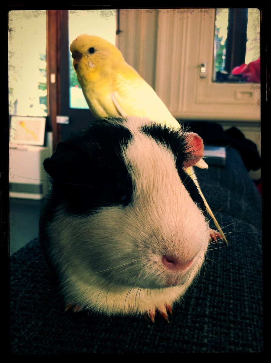 The original 3AW Breakfast unusual animal friendship. We found Gordon the budgie in a Richmond doorway when we were guinea-pig-sitting Flash, they became great mates! We brought them into the studio to try to find Gordon’s owners!