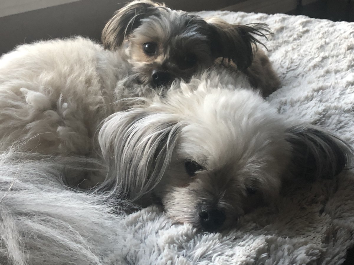 #animals  #Children Be patient with your animals and children. Love them no matter what, especially when they make mistakes...Don't abuse them.