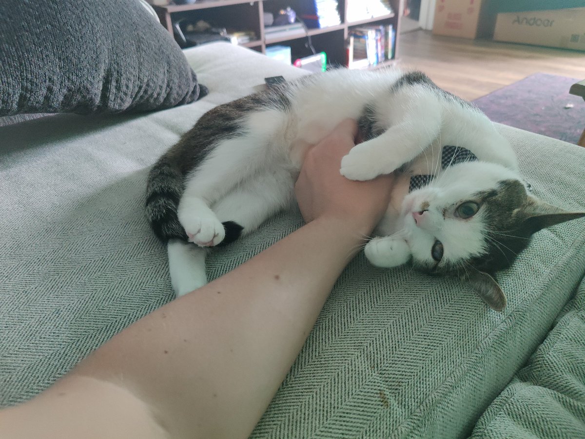 SirZenneth's tweet image. This is Elliott the Dumb Stupid Idiot, and he is the love of my life