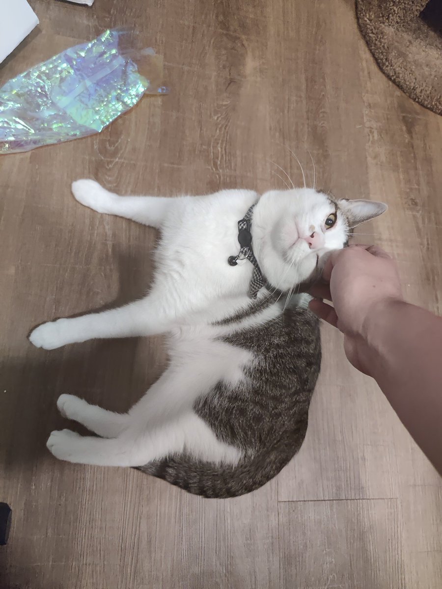 SirZenneth's tweet image. This is Elliott the Dumb Stupid Idiot, and he is the love of my life