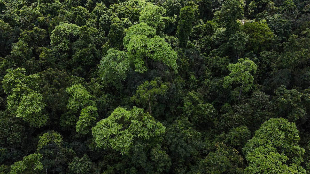 Behali Reserve Forest tweet media