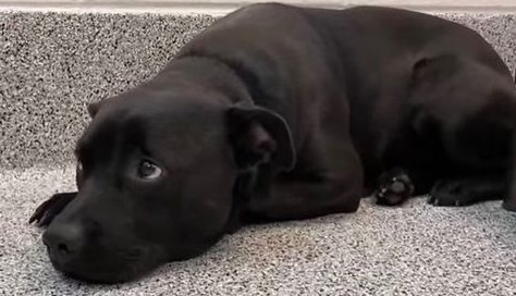 RobertDownen_'s tweet image. HOUSTON: My dog SAMO broke out of a gate on Aug. 16 on Oakdale Street (between Museum District and Third Ward) #HarrisCounty 

He is about 40 pounds, kinda looks like a lab mix, is very friendly and hopefully wearing a camo collar.

Pls help me find him :(