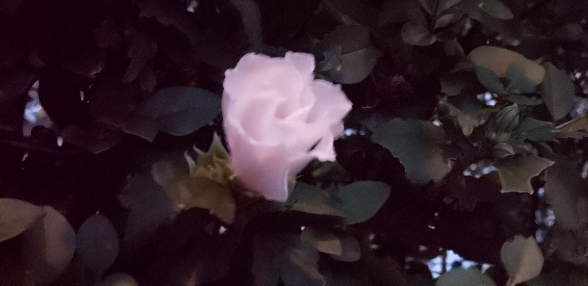 CosmicPrince1's tweet photo. #photography #flower #thelighting 
#perception
©️wormink2021 https://t.co/M3A2muEnT5