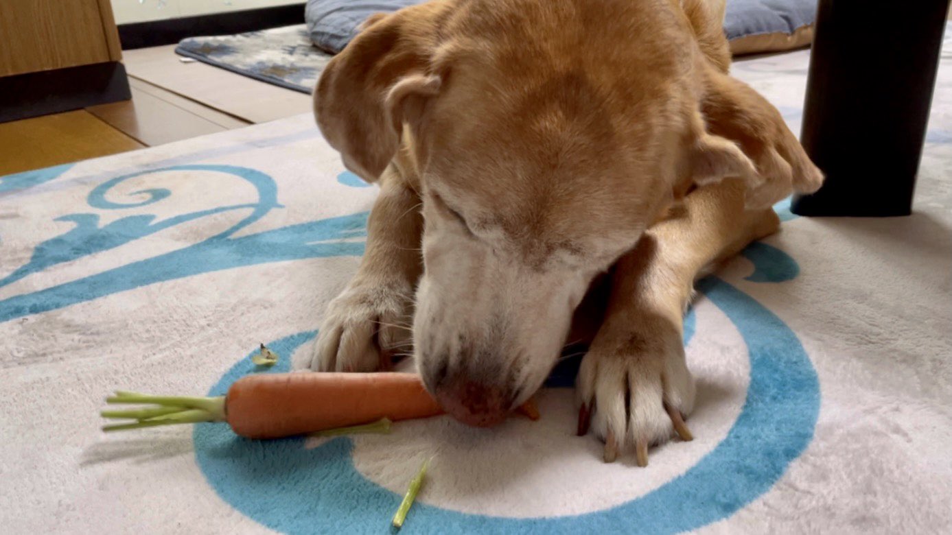 野菜犬 Twitter Search Twitter