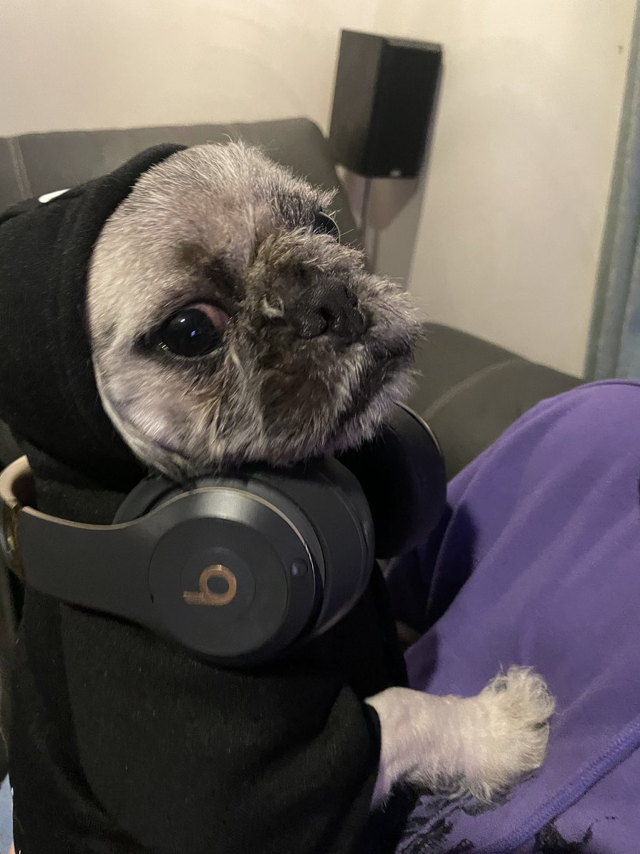 Frosty_snake's tweet photo. @Higgo74 This is Agent. He could tell you what band he’s listening to, but you probably haven’t heard of them. https://t.co/jBOeV11eoJ