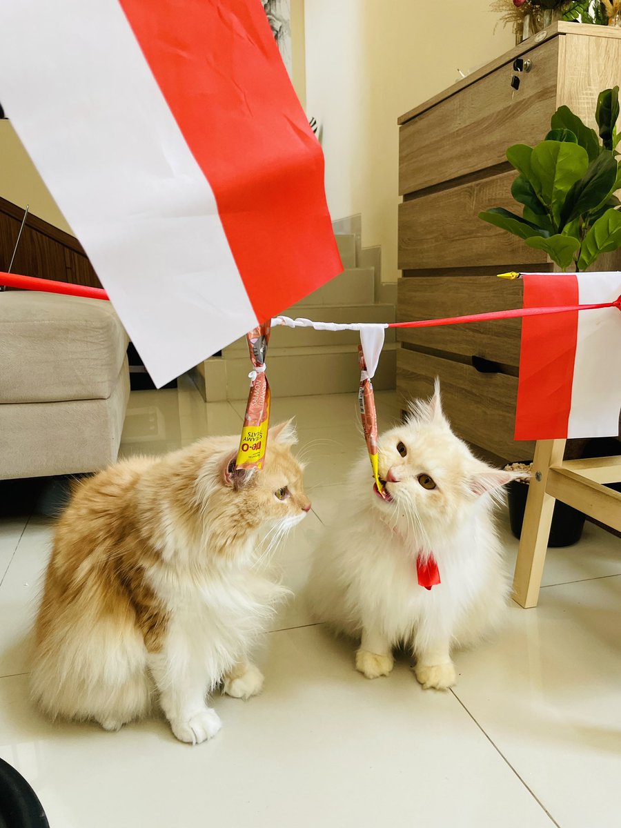 agannyi's tweet photo. Persaingan sengit 2 kucing oren lomba #17an jangan lupa, tetap junjung sportifitas! https://t.co/n6yXLrpTYF