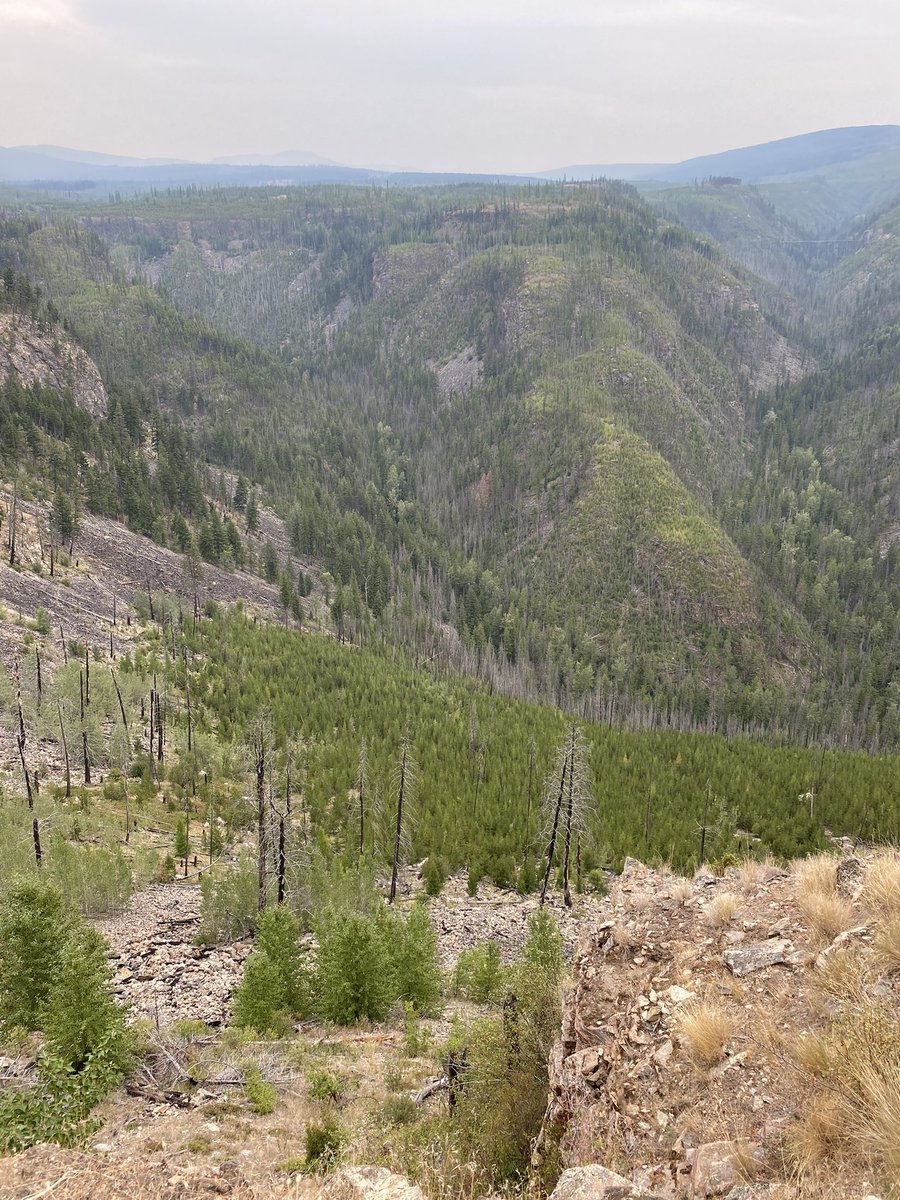 Edgecombe2John's tweet photo. Went to Myra Canyon near Kelowna, BC today - there was a wildfire there in 2003 - interesting to see the regrowth over time https://t.co/t3m5JjCD04
