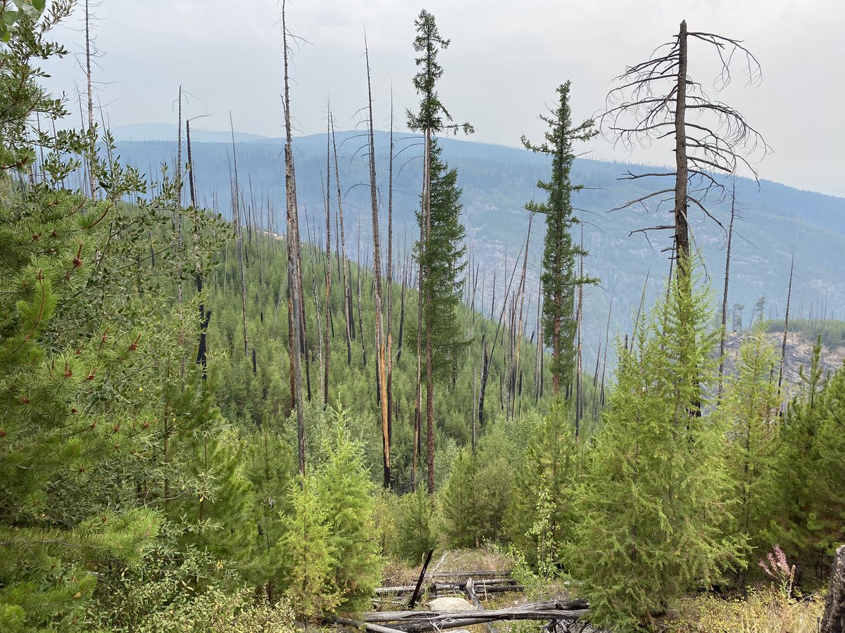 Edgecombe2John's tweet photo. Went to Myra Canyon near Kelowna, BC today - there was a wildfire there in 2003 - interesting to see the regrowth over time https://t.co/t3m5JjCD04