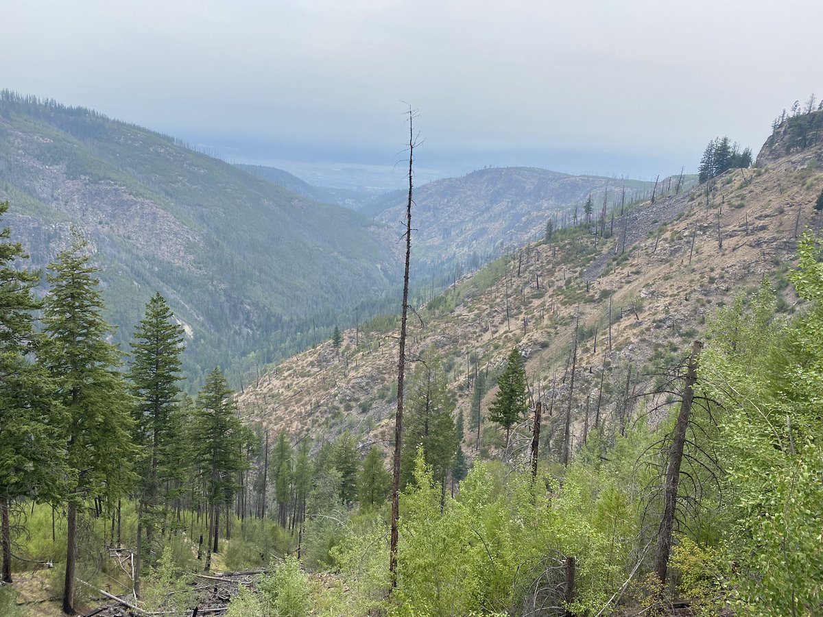 Edgecombe2John's tweet photo. Went to Myra Canyon near Kelowna, BC today - there was a wildfire there in 2003 - interesting to see the regrowth over time https://t.co/t3m5JjCD04
