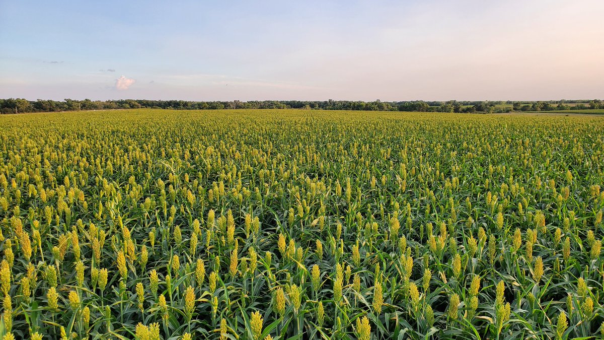 Continous Dekalb 4407 milo rounding itself into form after an inch of rain this weekend.  First decent rainfall since early July. Will need some additional rain to finish strong but looks good right now!  Rooks County, KS <a href="/Asgrow_DEKALB/">DEKALB Asgrow Seed</a> <a href="/pivotbio/">Pivot Bio</a> <a href="/NutrienStockton/">Nutrien Ag Solutions Stockton Ks</a> <a href="/NutrienWakeeney/">Nutrien Ag Solutions</a>