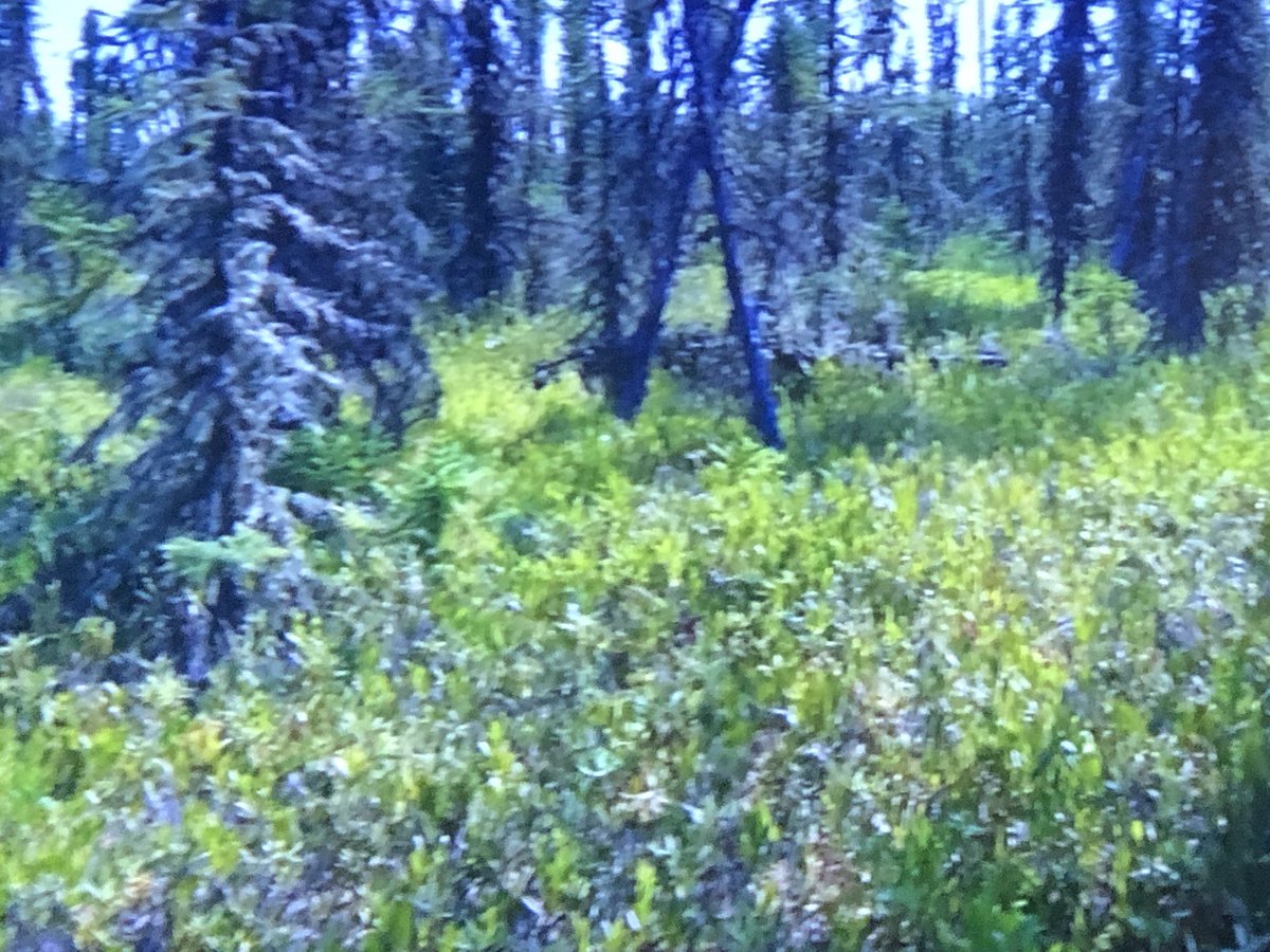 Troubling story on CBC National News about proposed harvesting of muskeg in northern Saskatchewan.  I wonder if Mb has environmental policy to protect our peat moss?