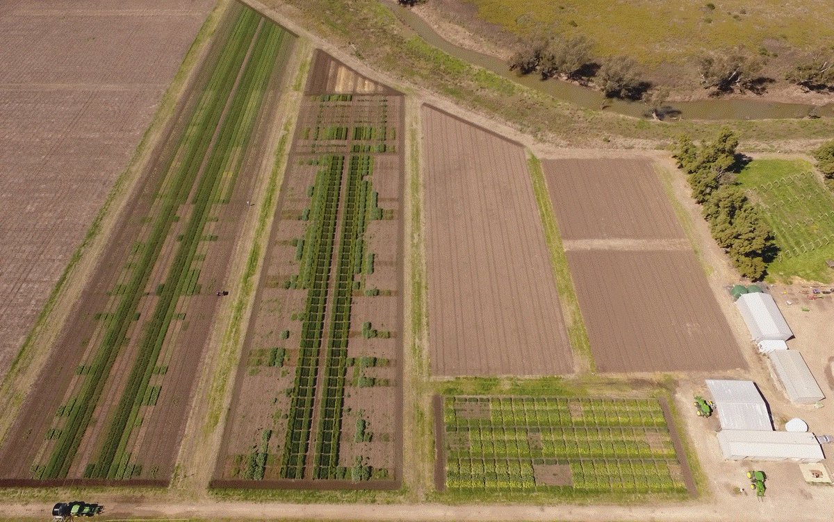 #Breeza field station preparing for Sept spring field trial walks. Walked 3.2km spraying peg lines today! Hoping COVID-19 calms down to enable agros to visit the many extension sites our industry has prepared🤞🏻⁦@CortevaAU⁩