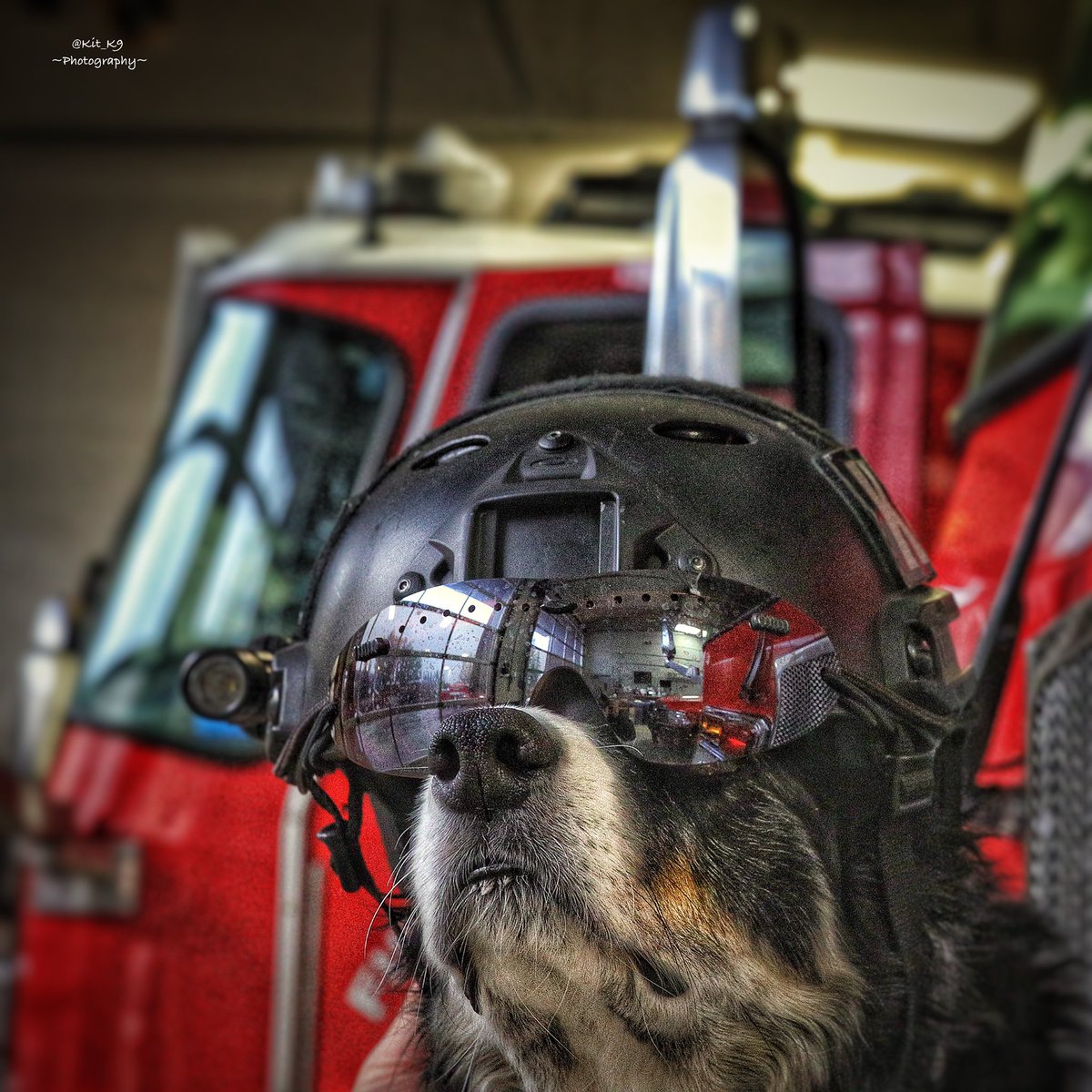 Not so much “SPECIAL OPS”…more like “SPECIAL PUPS”?
#Baillie🐾 is on shift at Canmore Station-1 tonight.
:
#FireDog #DogsOnShift #WorkingDog #DisasterSearchDog