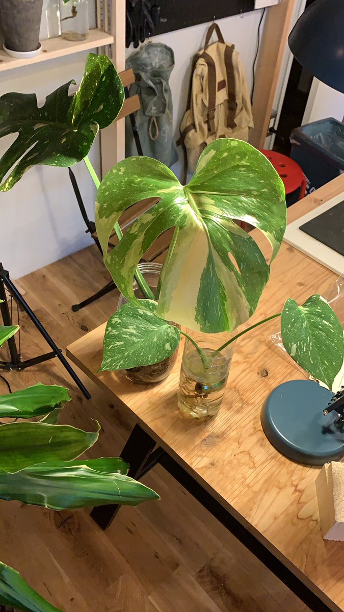 Life Magic tweet media