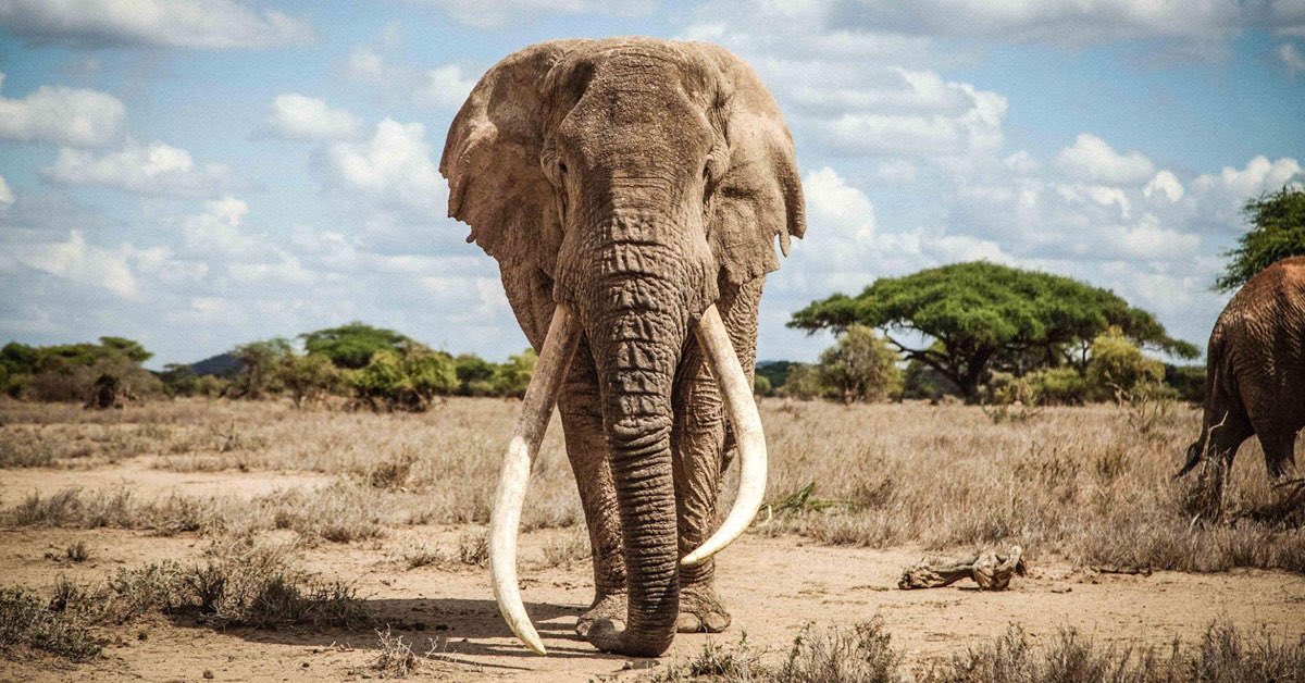 gorillaexpedit1's tweet photo. Wow giant male African elephant https://t.co/s89WComc8L