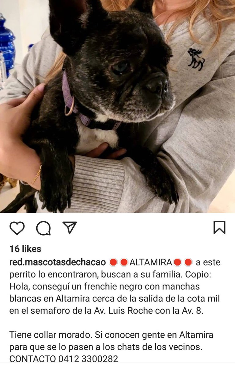 PerroUsuario's tweet photo. #EXTRAVIADO Altamira. Si lo reconoces, contacta al número de la publicación https://t.co/KpcVuY19mo