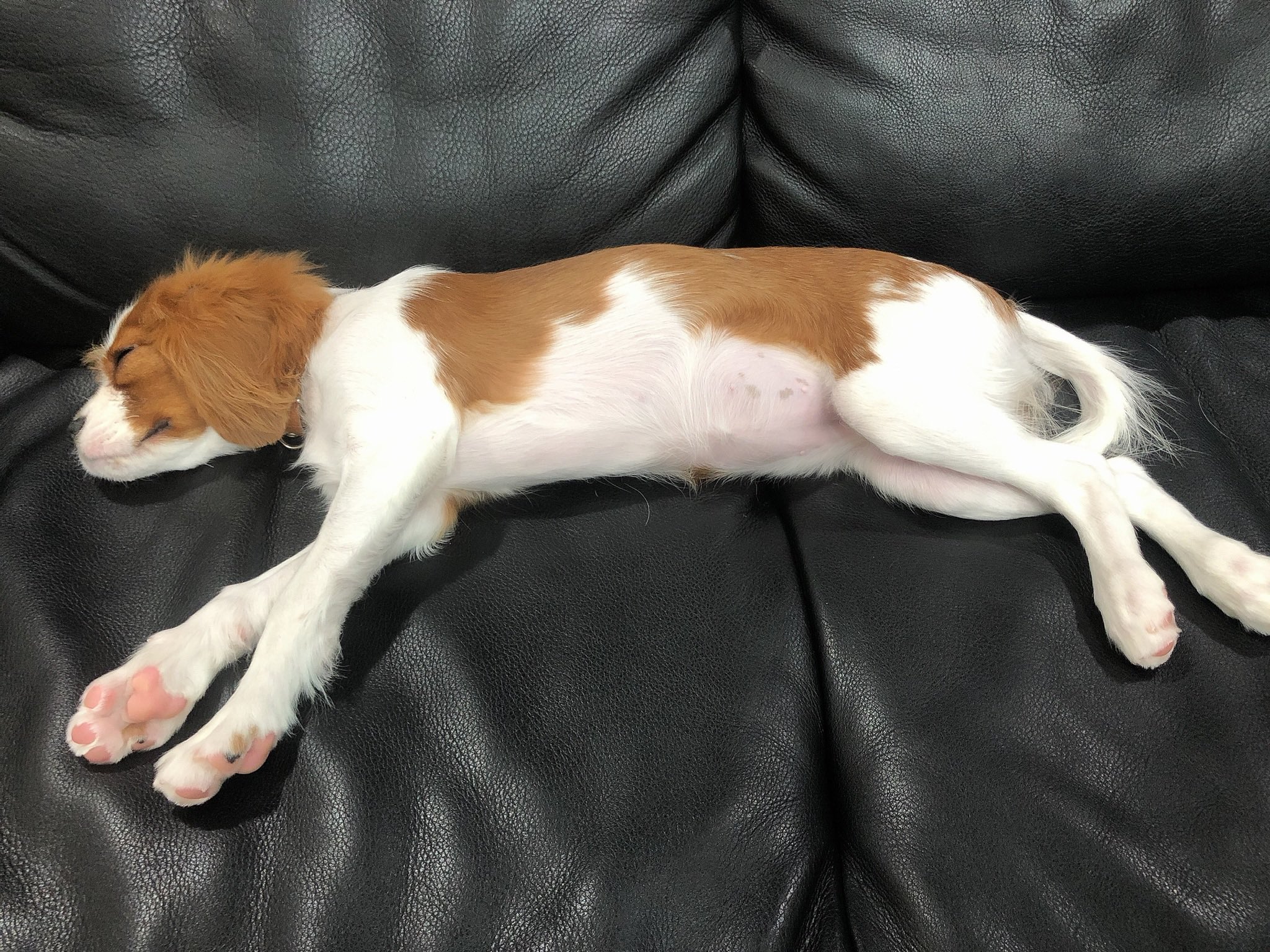 キャバリアという種類の犬 Coothecavalier Twitter