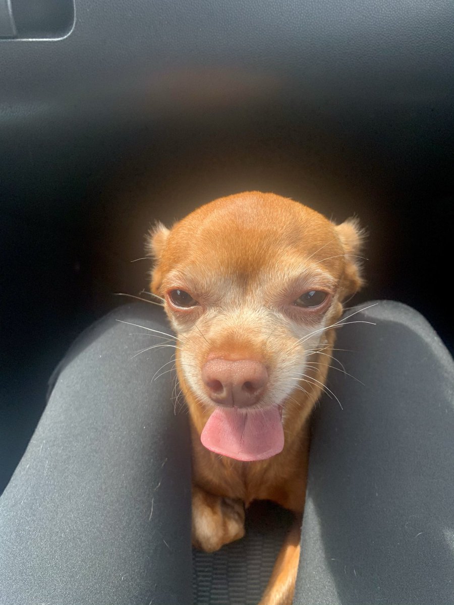 writtenbynome's tweet photo. Twitter i need help in finding my dog. He was last seen in the tamiami area in 137th ave and 8 street . He has arthritis and is 11 years. Were giving a $200 dollar reward. if found ,Call 3059248069 https://t.co/uLQhdDYyju