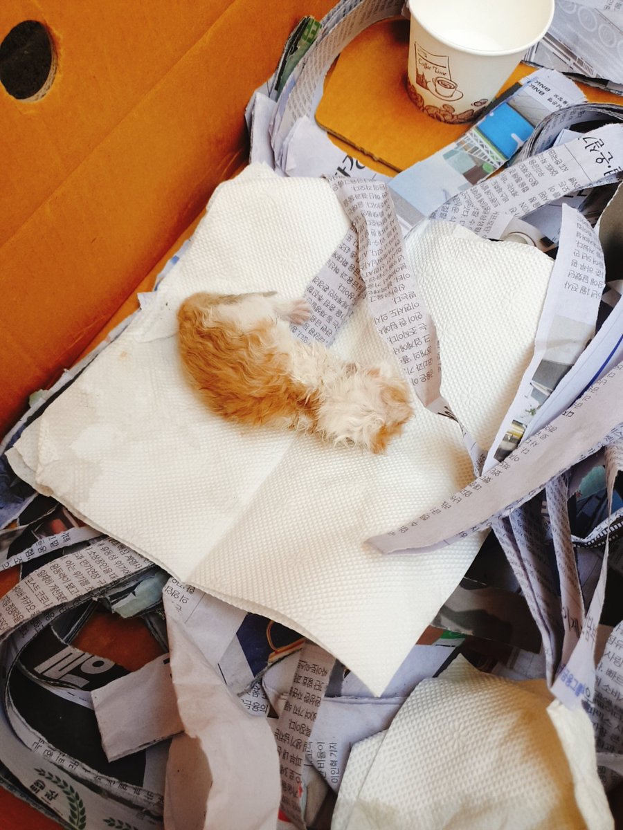 🚨도움도움🚨
으아아ㅠㅠㅠ어뜩해ㅠㅠㅠ
누가 회사앞에 눈도 못뜬 새끼고양이 버리고갔어ㅠㅠㅠㅠ나쁜사람ㅠㅠㅠ
삐약삐약거리는데 뭘줘야하는거야ㅠㅠ
어디에 신고해야되요ㅠㅠㅠ누가좀 알려주세요ㅠㅠㅠ
#임시보호 #유기동물