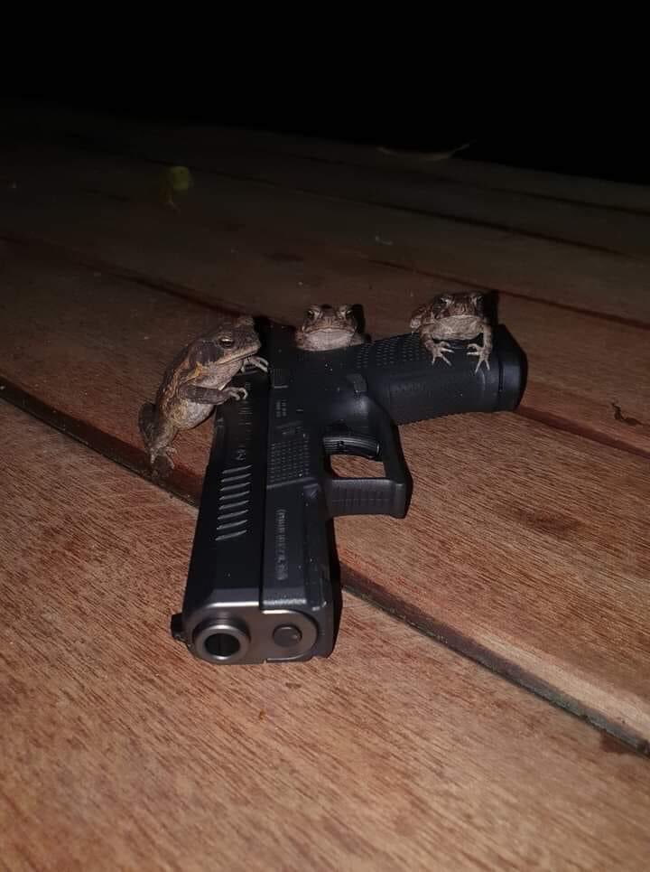 reactions on Twitter "frogs with gun https//t.co/9hhYyllOv6" / Twitter
