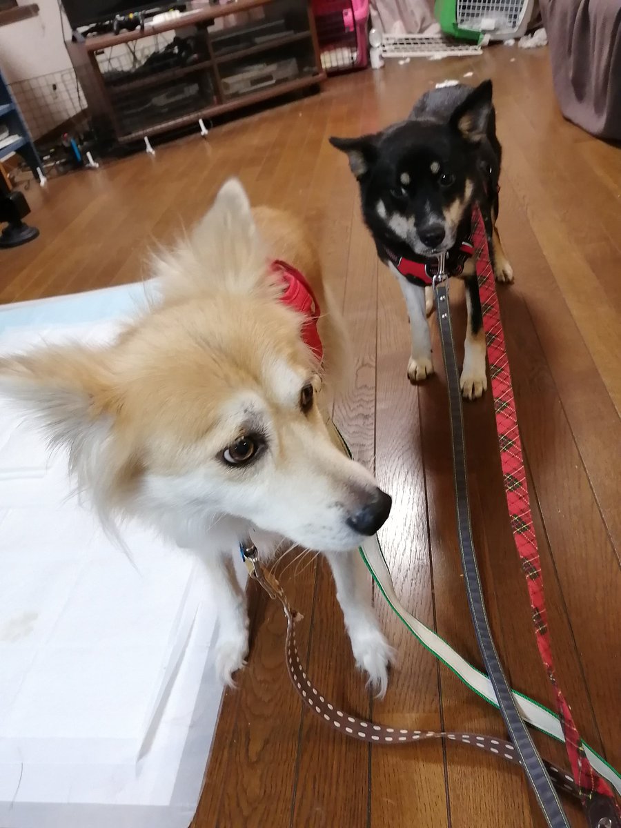 マカロニと預かり犬たち Macaroni Fuwa Twitter マカロニと預かり犬たち Macaroni Fuwa Twitter