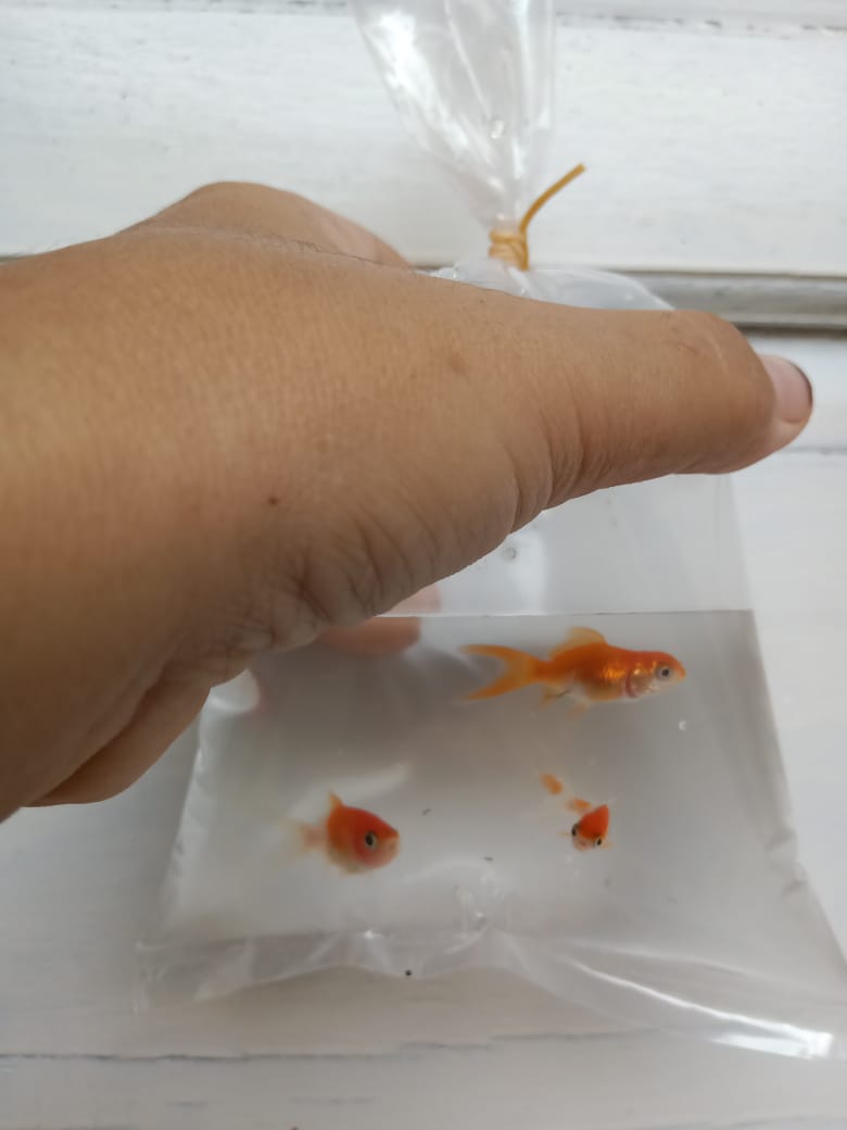 RendyAmri's tweet photo. Produksi ikan hias komet dan platy di pembudidaya ikan hias kab. Kepahiang
@RISET_PALEMBANG @fisheris_ @puslatluhkp @lapregiwati @luhkan_brppupp @BudidayaKKP 
#GiatLuhkanSatminkalBRPPUPP 
#PPBKepahiang https://t.co/YqwVQl8oX0