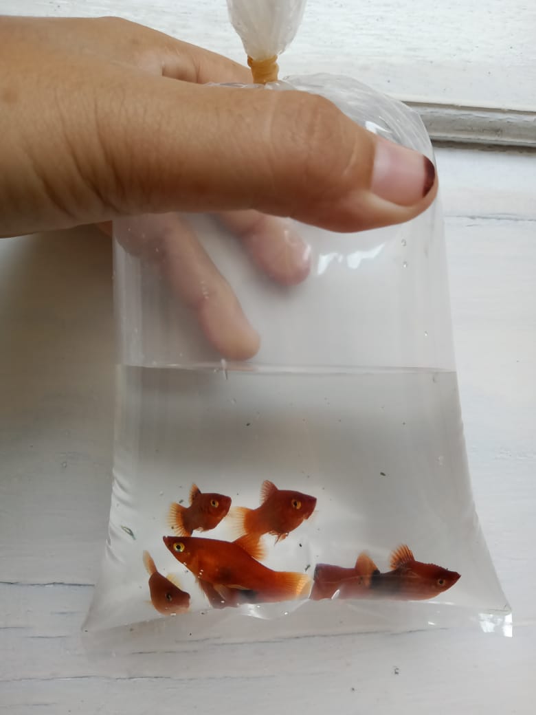 RendyAmri's tweet photo. Produksi ikan hias komet dan platy di pembudidaya ikan hias kab. Kepahiang
@RISET_PALEMBANG @fisheris_ @puslatluhkp @lapregiwati @luhkan_brppupp @BudidayaKKP 
#GiatLuhkanSatminkalBRPPUPP 
#PPBKepahiang https://t.co/YqwVQl8oX0