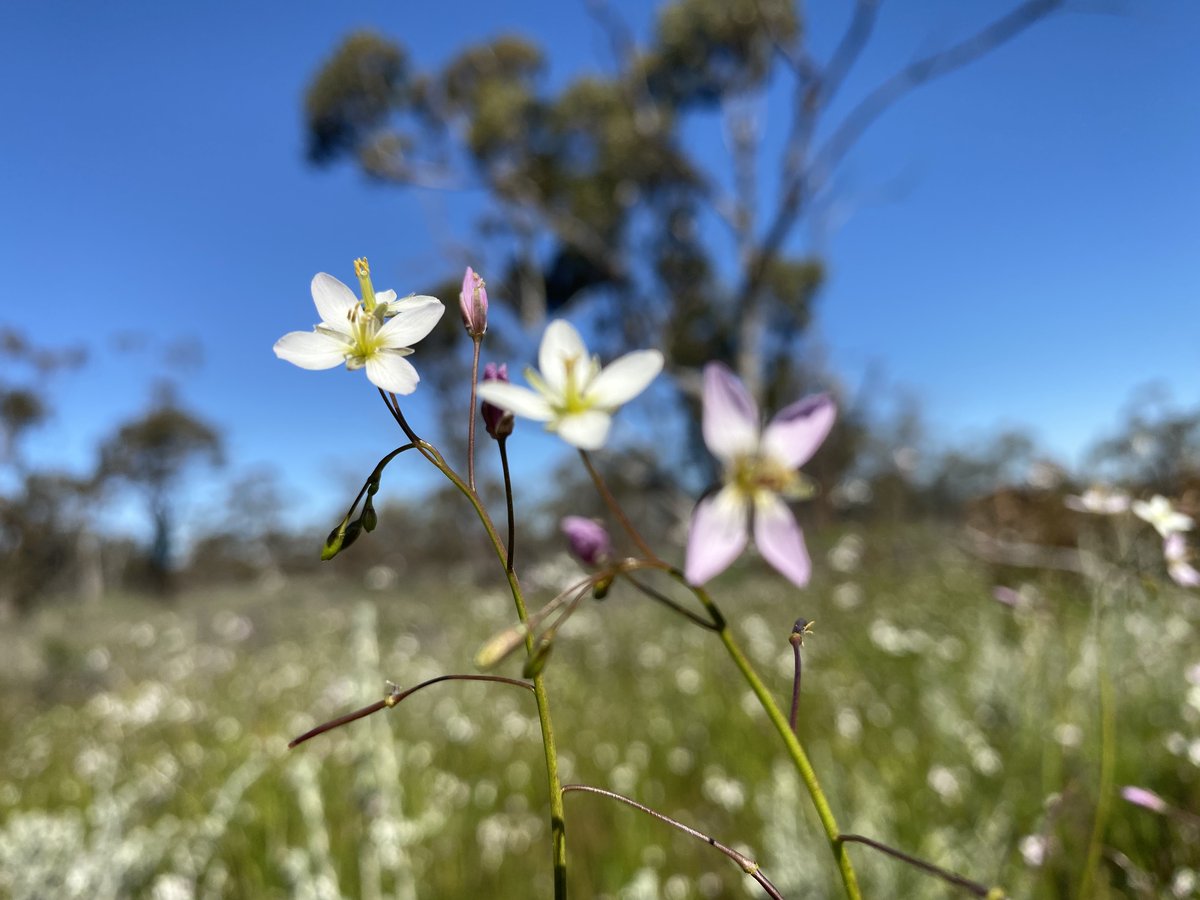 More of the epic grandeur of the #WA #wildlflowe country #yamatjicountry Somewhere near Perenjori, a beautiful #plantidontknow in a field of everlastings showing off its flowers, with more #plantsidont know majestic in the background <3