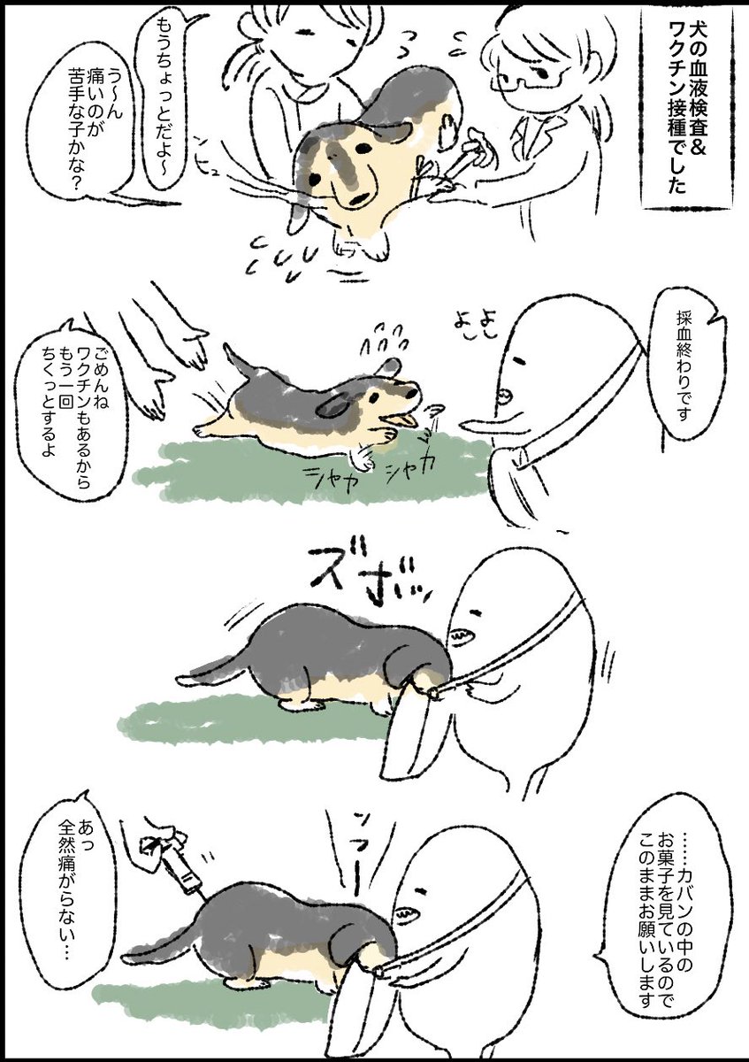 注射を怖がる犬を鎮める意外な方法 食い意地のはってるワンちゃんには有効 偶然の産物 Togetter
