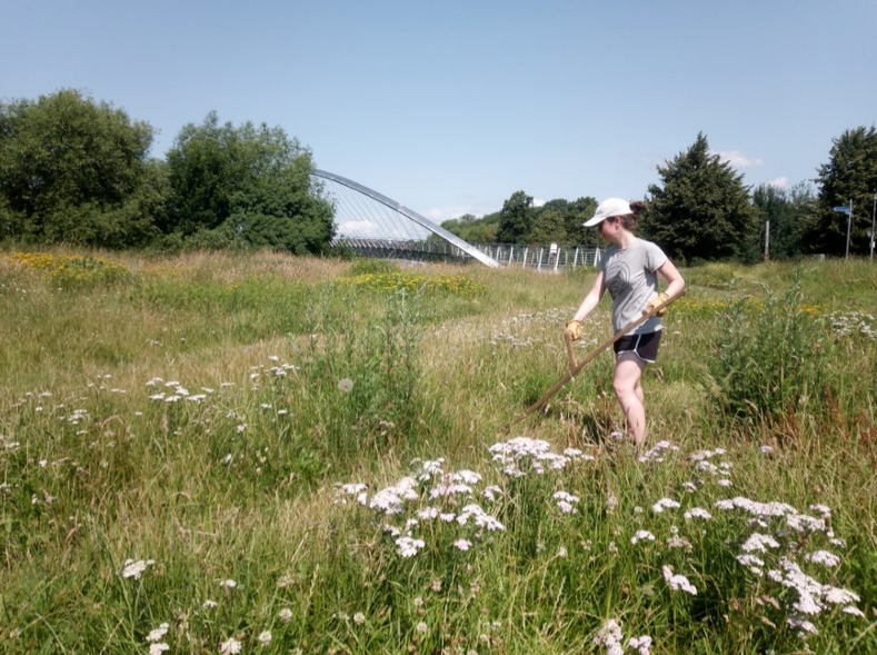 StNicksFields's tweet photo. With summer well and truly in the air, tis the season for scything! Our wonderful Eco-Active volunteers started to mow the meadow at Millennium Fields during their last session – hard work in such high temperatures! https://t.co/UOzlnqX7hx