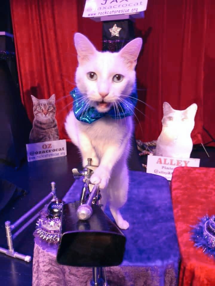 Ahi <a href="/Tunathecat/">The Tunas</a> wants to let mew know, we desperately need volunteers for our Baltimore shows, nightly through Sunday. Be an usher, wrangle cats, or sell some merch, and see the show for free! More info can be found in our Linktree on our home page. Thank mew! 💜

#acrocats