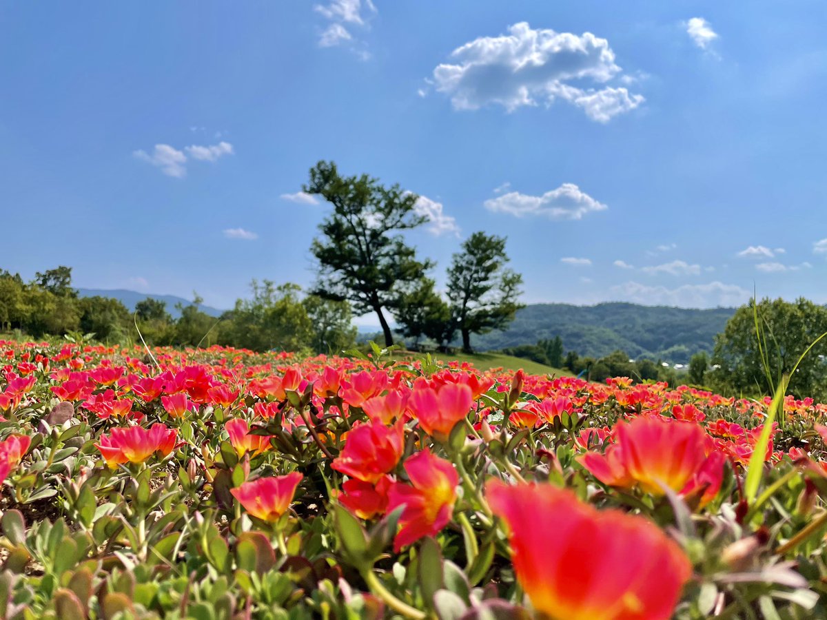 津山市観光協会 公式 グリーンヒルズ津山に花畑を作っています コキア 千日紅 ポーチュラカの3種類を植えていて ポーチュラカが見頃をむかえています 整備の中で剪定した千日紅でハーバリウムを作ってみました まだ花は摘んでいただけませんが 津山市観光協会 公式 グリーンヒルズ津山に花畑を作っています コキア 千日紅 ポーチュラカの3種類を植えていて ポーチュラカが見頃をむかえています 整備の中で剪定した千日紅でハーバリウムを作ってみました まだ花は摘んでいただけませんが