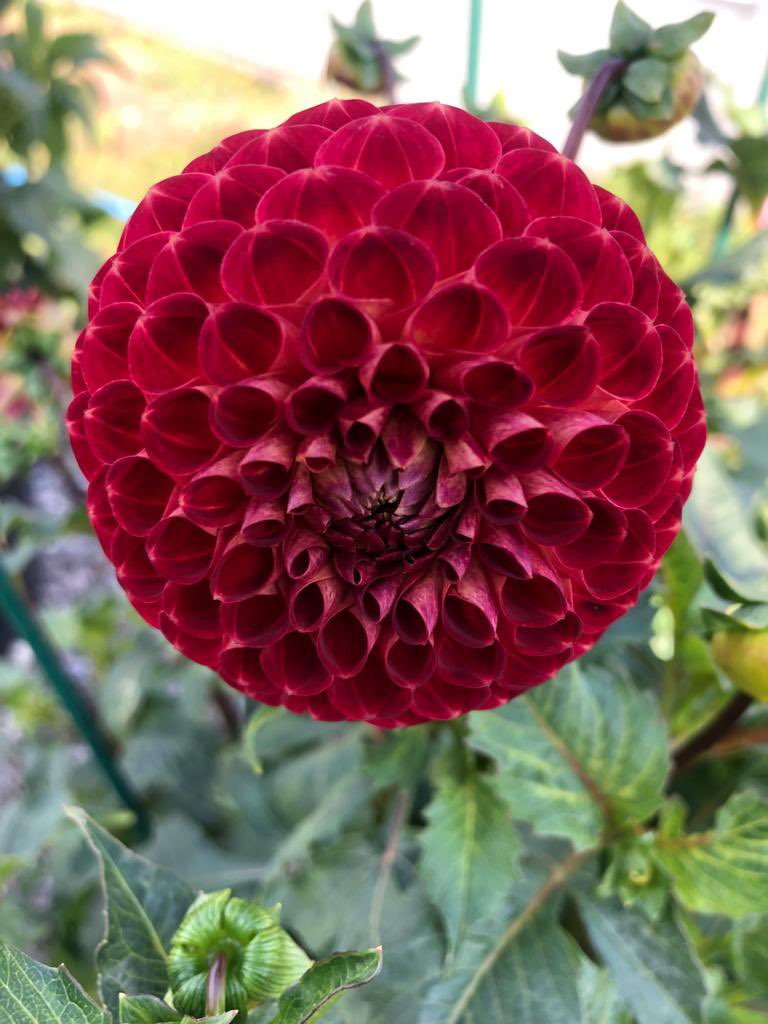 Ryecroft Blackberry, a large Pom and a stocky grower with lots of wine red blooms, great as a cut flower 💐