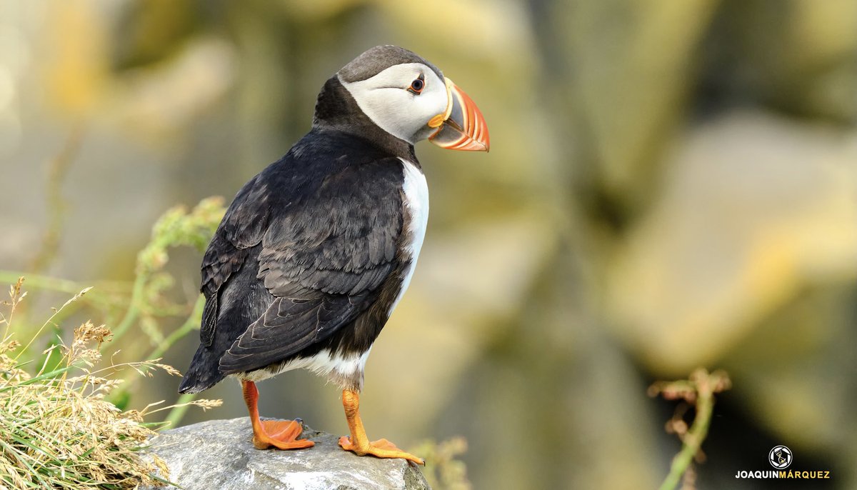 fj2marquez's tweet photo. Durante mi viaje a Islandia de la semana pasada, pude fotografiar a los Frailecillos o en inglés los Puffin. Pequeños, simpáticos y muy fotogénicos.

@fujifilm_es @FUJINONLenses @STAFpuntoes @SitiosIslandia @hacerfotos @TuristaFoto https://t.co/qGdYXkBvhJ