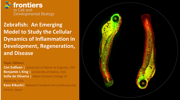 FrontCellDevBio's tweet photo. 📢 Call for Papers!

We have an exciting new Research Topic exploring the use of Zebrafish Models in Development and Disease Research.

🐟 For full details: https://t.co/UnsL0Y73kD 

@BenKingLab @sloliveira

#Zebrafish #Development #Disease #CellBio #OpenAccess https://t.co/JWIuONgpwO