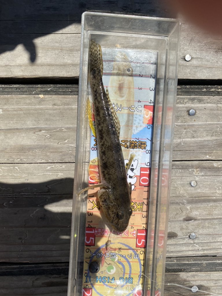 マルヤの母ちゃん 江戸川ハゼ釣り Maruya Yusen Twitter