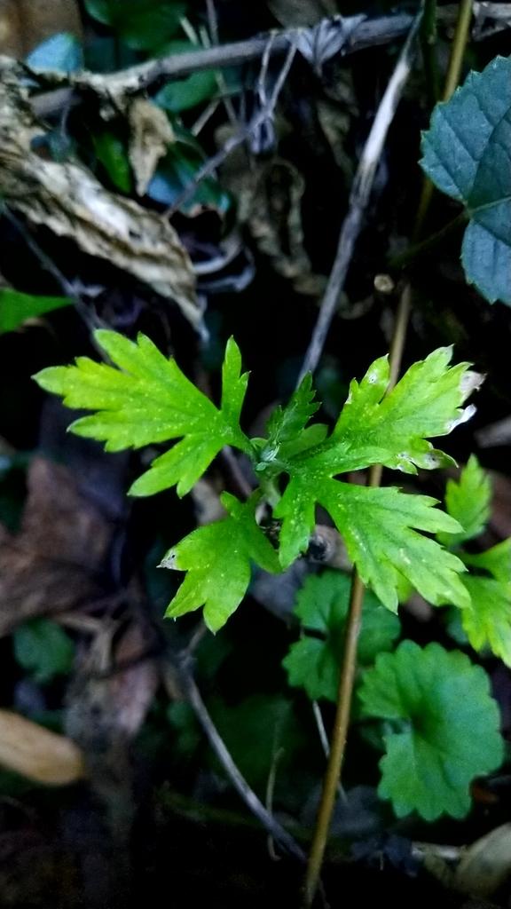 連続投稿。長いです。 これがヨモギって植物。どこにでも生えている。確かに昔から血止め効くとされていた...